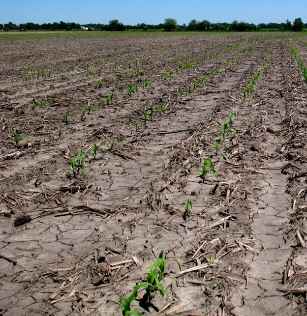 corn early growth
