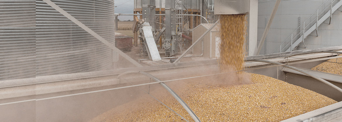 grain
